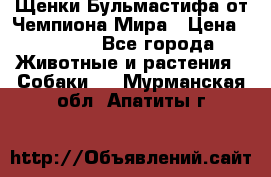 Щенки Бульмастифа от Чемпиона Мира › Цена ­ 1 000 - Все города Животные и растения » Собаки   . Мурманская обл.,Апатиты г.